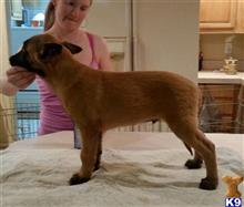 belgian malinois puppy posted by RMK Sport Dogs